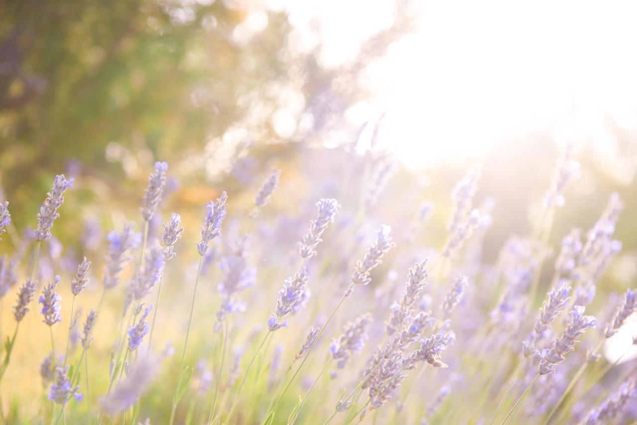 Lavanda Farm Apartmani Rakovica Exterior foto