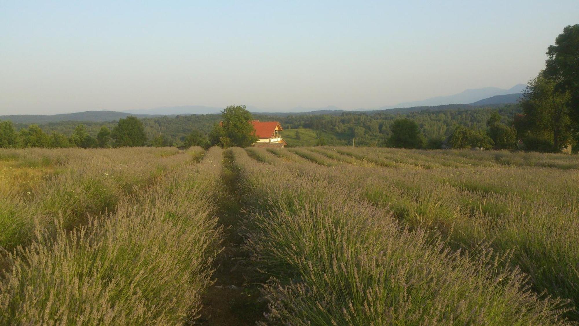 Lavanda Farm Apartmani Rakovica Exterior foto