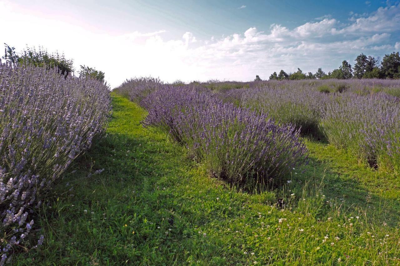 Lavanda Farm Apartmani Rakovica Exterior foto